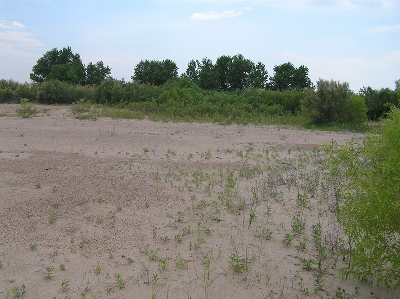 View to the west from the confluence point.