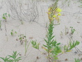 #7: Ground cover at the sandy confluence point.