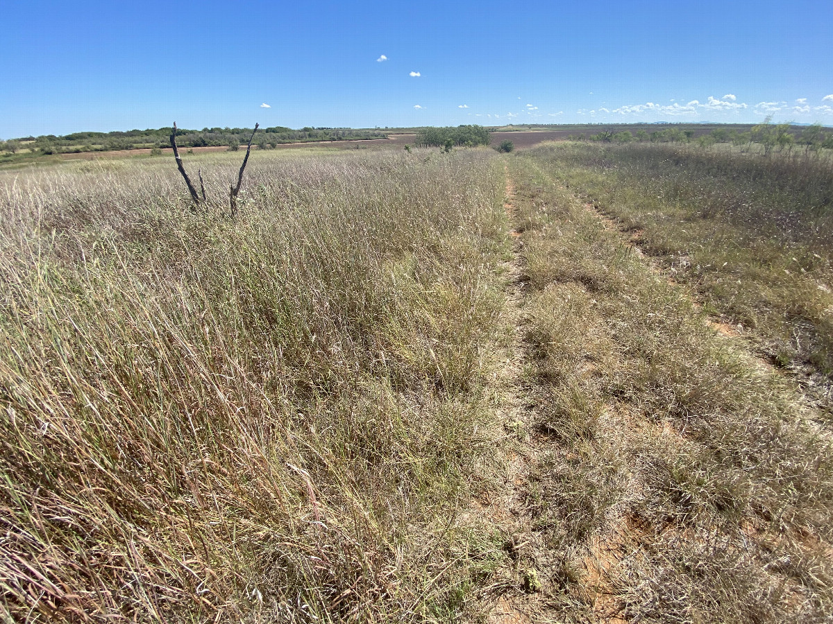 Faint track leading to and from the confluence point.