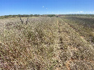 #10: Faint track leading to and from the confluence point.