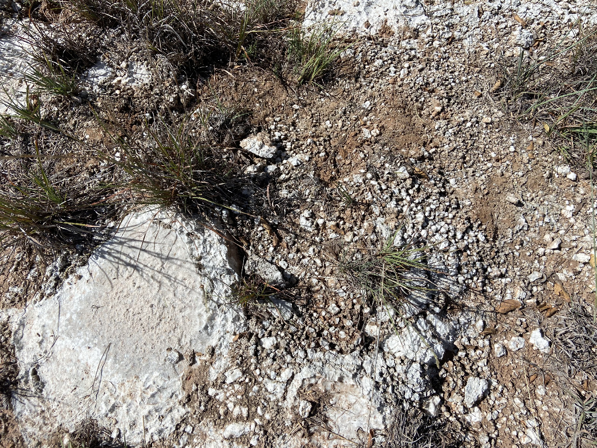 Ground cover at the confluence point. 