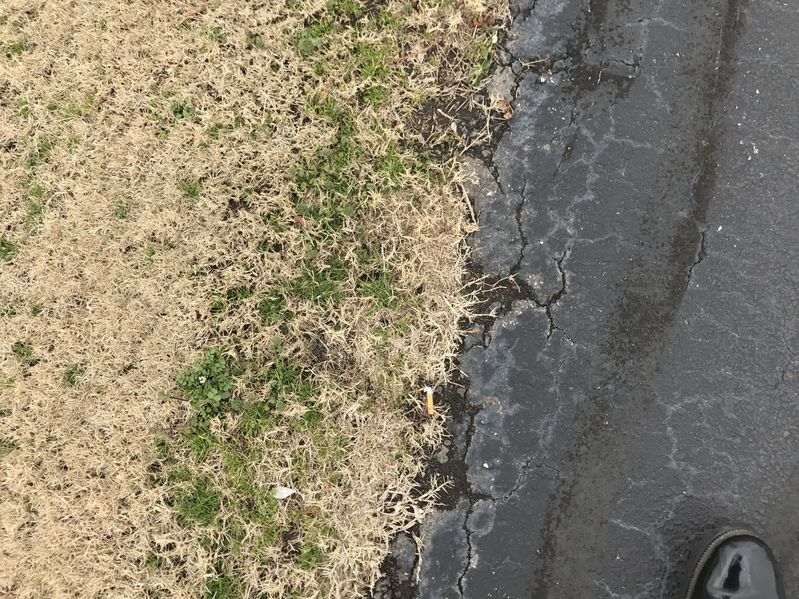 Ground cover a short distance north of the confluence of 36 North 96 West.