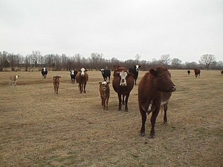 #1: That cow looks suspicious to me