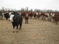 #4: The cows ran to us as we approached