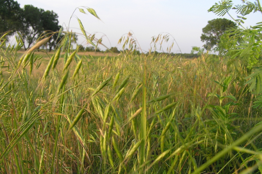 Grassy view of the confluence, looking northeast.