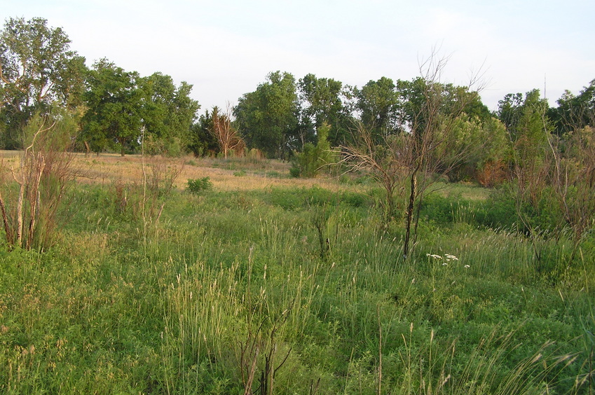 View to the south from the confluence point.