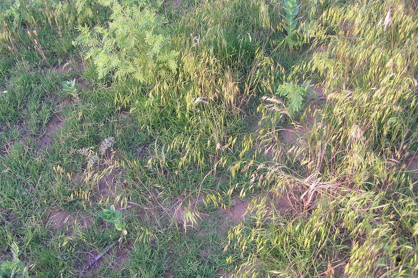 Ground cover at the confluence point.  These items love to attach themselves to socks.