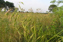 #3: Grassy view of the confluence, looking northeast.