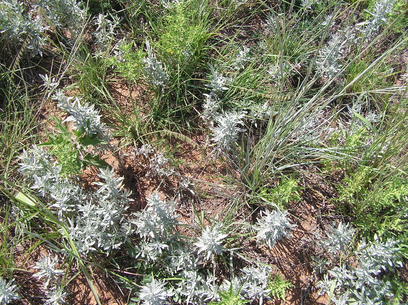 Ground cover at the confluence point.