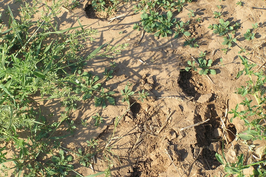 Animal prints and groundcover at the confluence point.