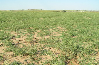 #1: Site of 36 North 100 West, in foreground, looking northeast.