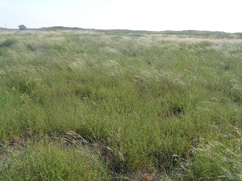 View to the east from the confluence.