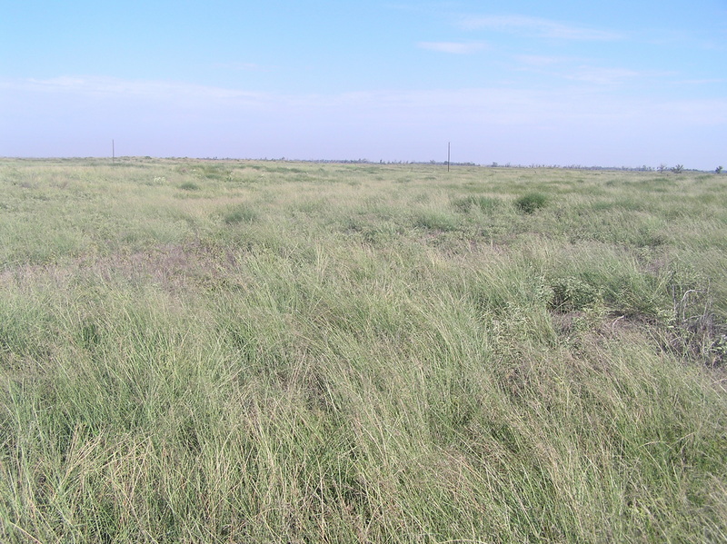 View to the north from the confluence.