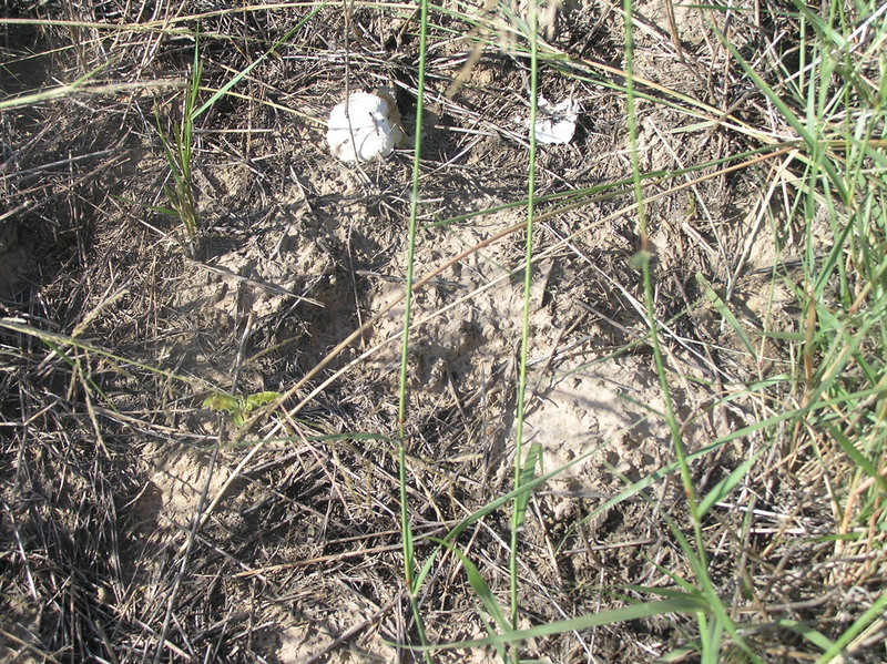 Ground cover at the confluence point.