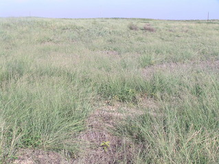 #1: Site of 37 North 100 West, looking northeast.  The confluence is in the center foreground.