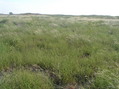 #4: View to the east from the confluence.