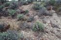 #5: The confluence point lies in rocky, sagebrush-covered terrain, right on the edge of a cliff.