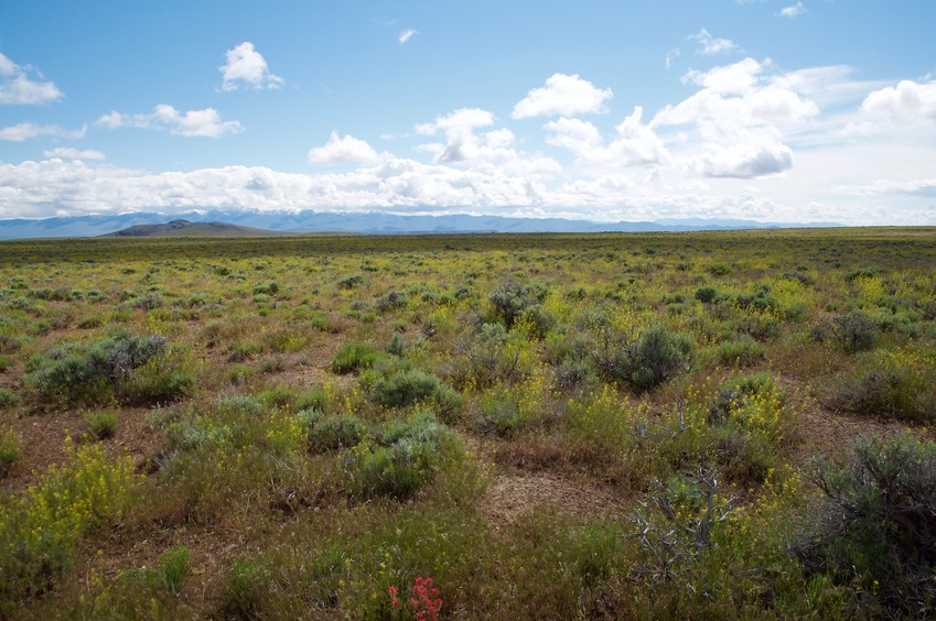 View East (towards the snow-capped Pueblo Mountains)