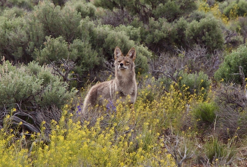 Curious Coyote is curious