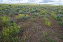 #5: The confluence point lies in flat, rock-strewn terrain, filled with sagebrush and wildflowers