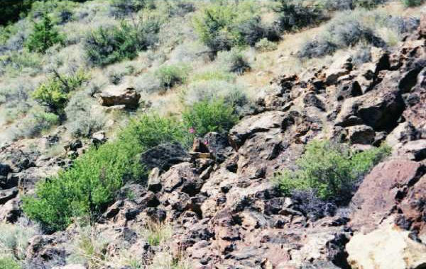 View of cairn I built at site. Pink flags show it.