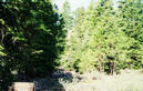 #5: Approaching site from South along Twelvemile Creek