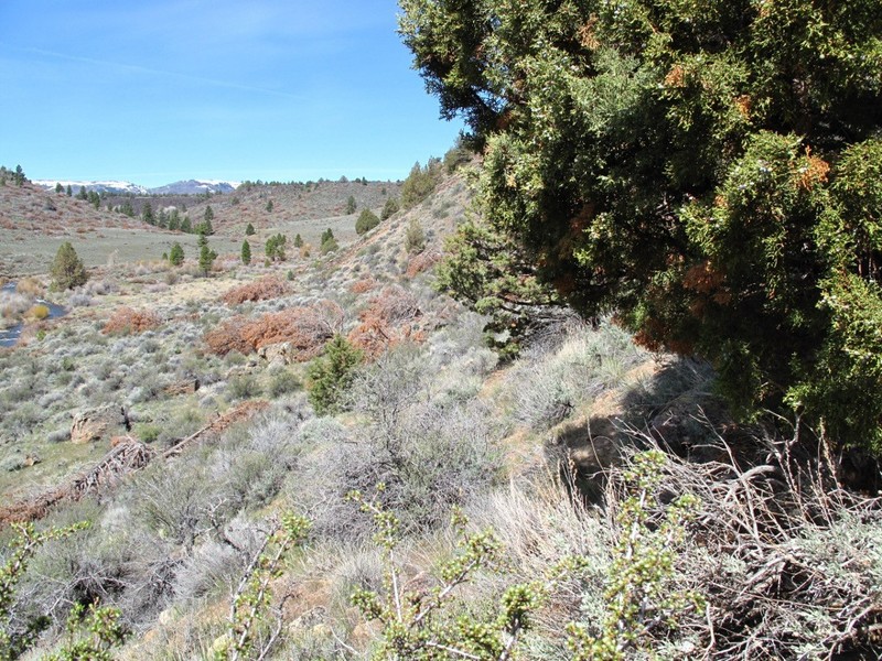 Looking West along the California/Oregon border