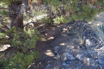 #1: The confluence point lies at the base of a pine tree, on a steep, rocky slope.