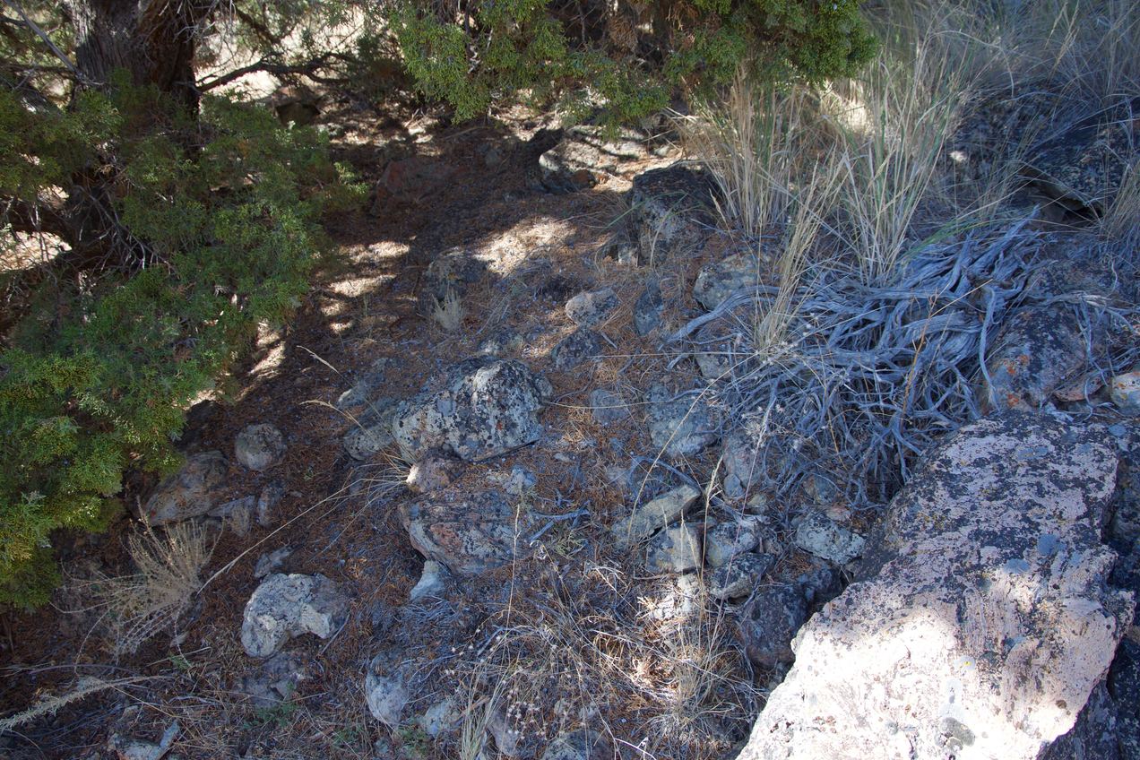 The confluence point lies at the base of a small pine tree, at the bottom of a scree slope