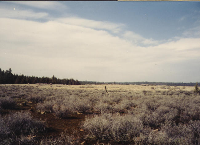 View north of the confluence.