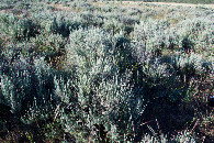 #5: Ground cover at the confluence point