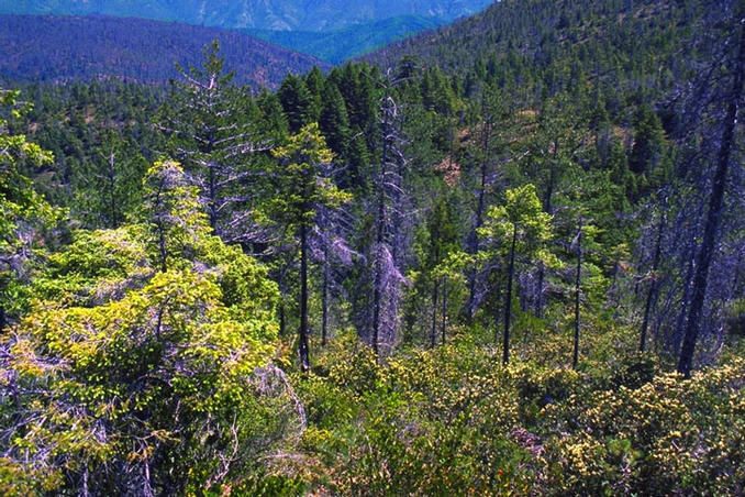 Looking into the ravine from the west. The confluence is near the center of the photo.