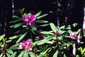 #5: Some of the Rhododendron blossoms