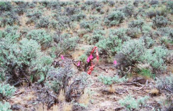 #1: This is where we marked the confluence. I also made a rock cairn here later on.