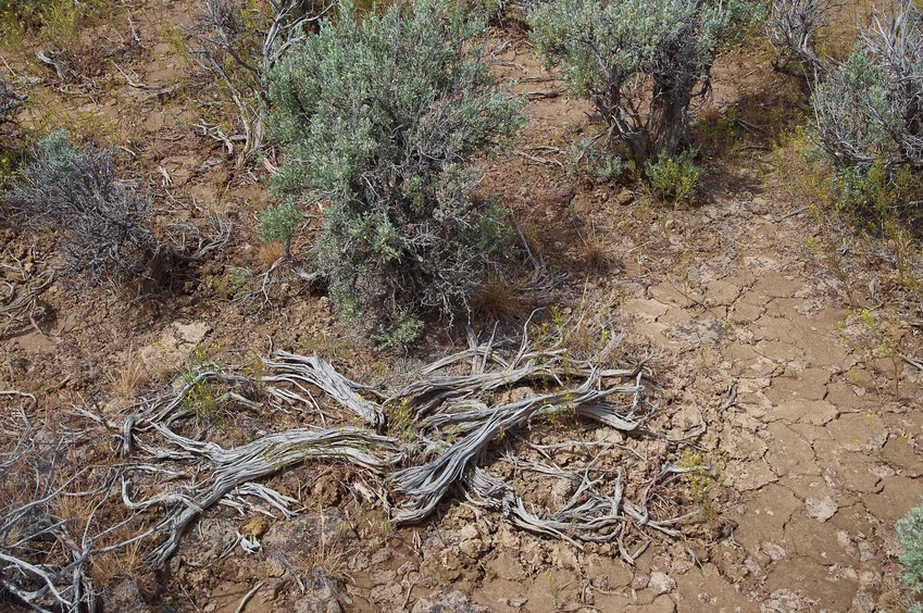 The confluence point lies in an area of flat sagebrush desert