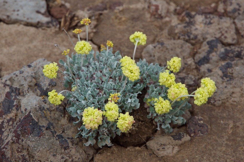 Wildflowers growing near the confluence point