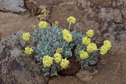 #8: Wildflowers growing near the confluence point