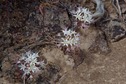 #9: Wildflowers growing near the confluence point