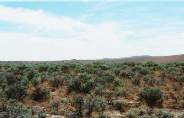 Looking South and into Jackass Creek.