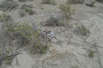 #5: The confluence point lies amid sagebrush, on a dry lake bed. A rock cairn left by previous visitors marks the spot.