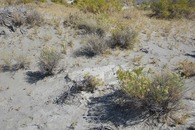 #5: The confluence point lies in a sandy desert region, just north of a dry lake bed (Alkali Lake)