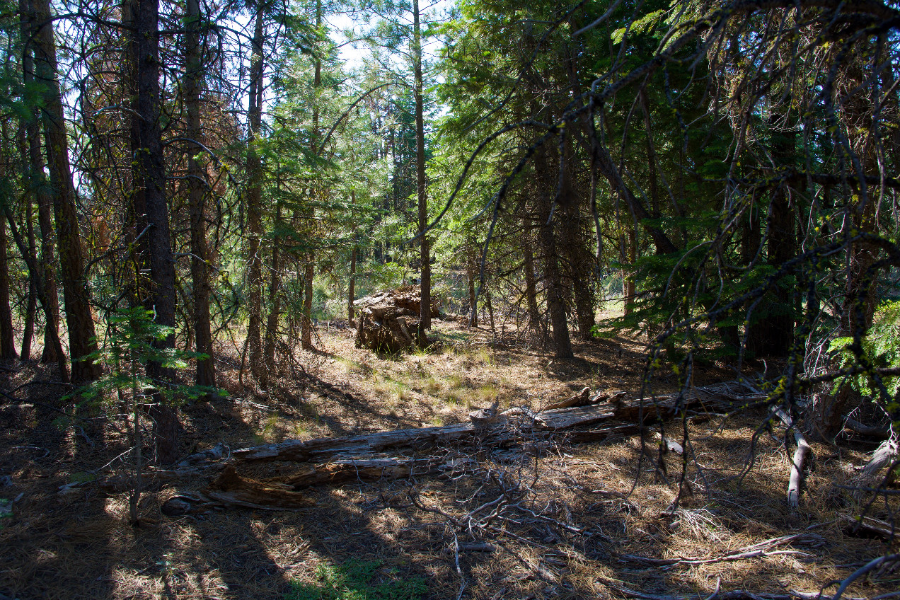 The confluence point lies in a stand of pine trees.  (This is also a view to the West.)