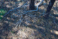 #5: Ground cover at the confluence point