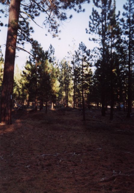 Looking east, second growth trees in the National Forest