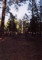 #2: Looking east, second growth trees in the National Forest