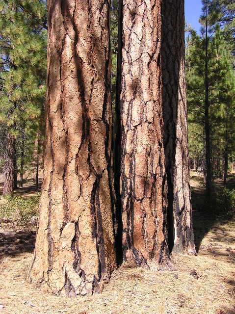 The confluence point lies near this 'triple tree'