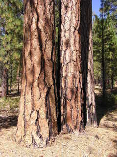 #1: The confluence point lies near this 'triple tree'