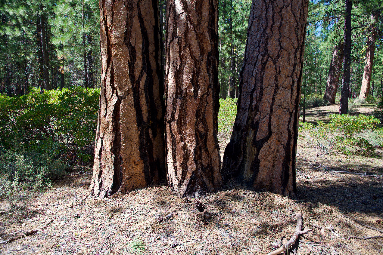 The confluence point lies at the base of this ’triple tree'