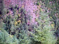 #3: Looking Down into the Gulch from just above the Confluence