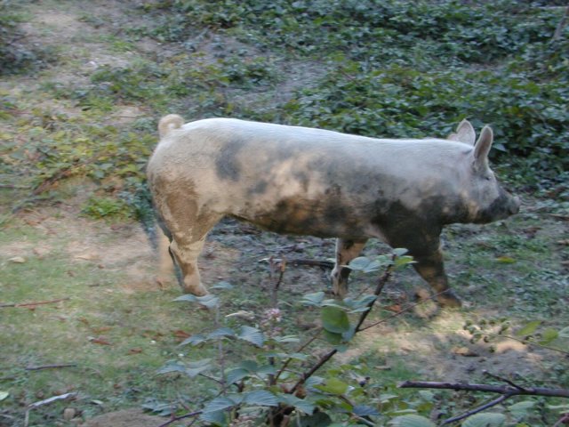 The Curious Pigs retreat to a defensive Position!